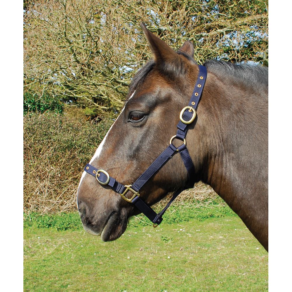 Rhinegold Nylon Headcollar (Navy)