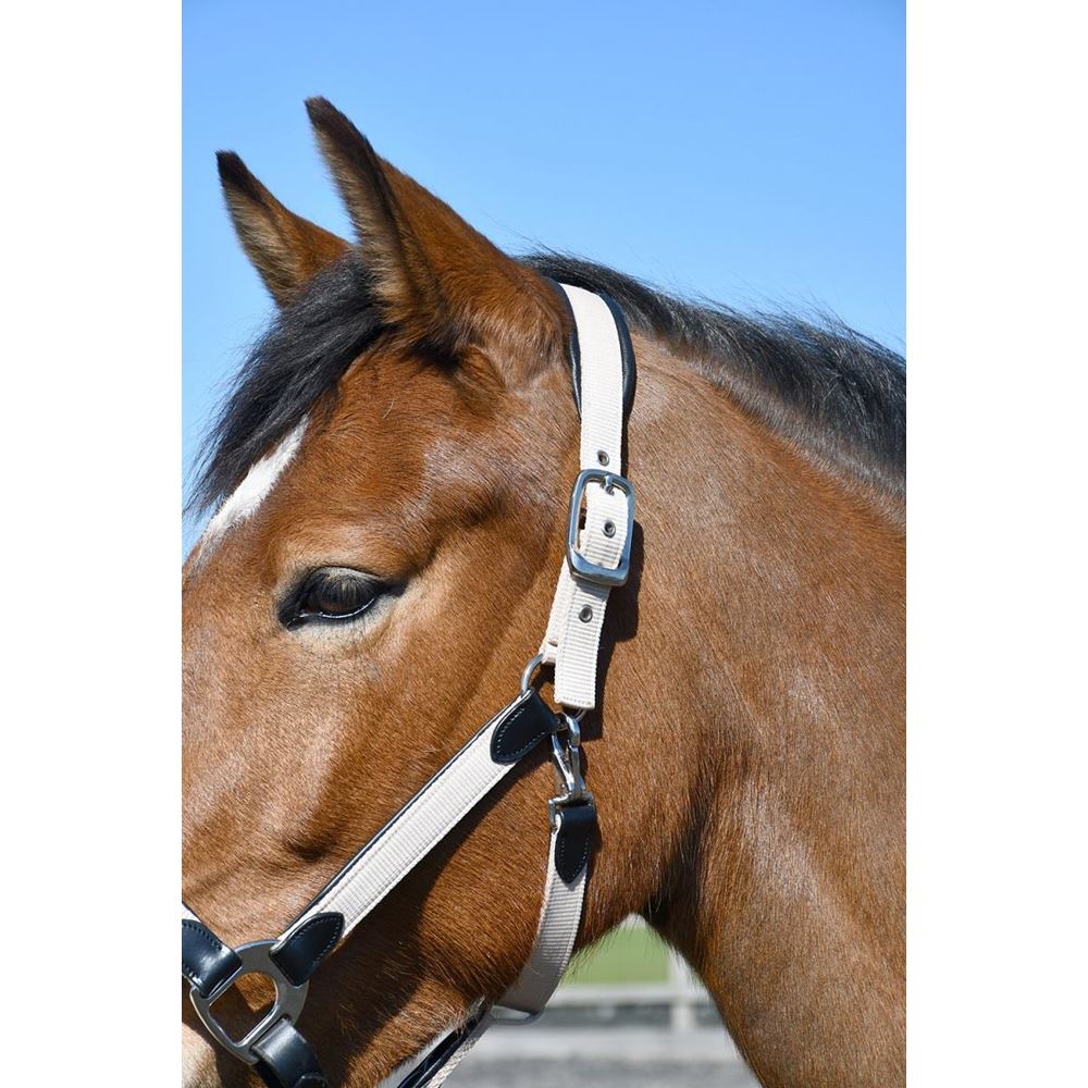 Heritage Padded Leather Lined Headcollar (Black/Cream)