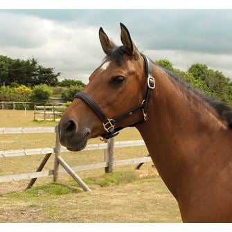 Heritage Saddlery English Leather Padded Headcollar