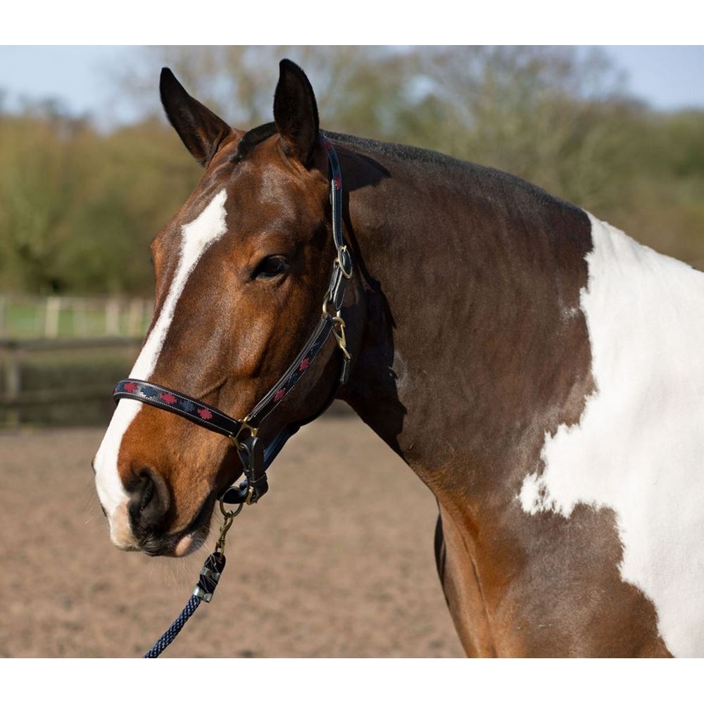 Gallop Premium Padded Leather Headcollar (Navy/Burgundy)