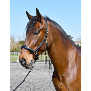 Rhinegold Softee Leather Padded Headcollar (Black)