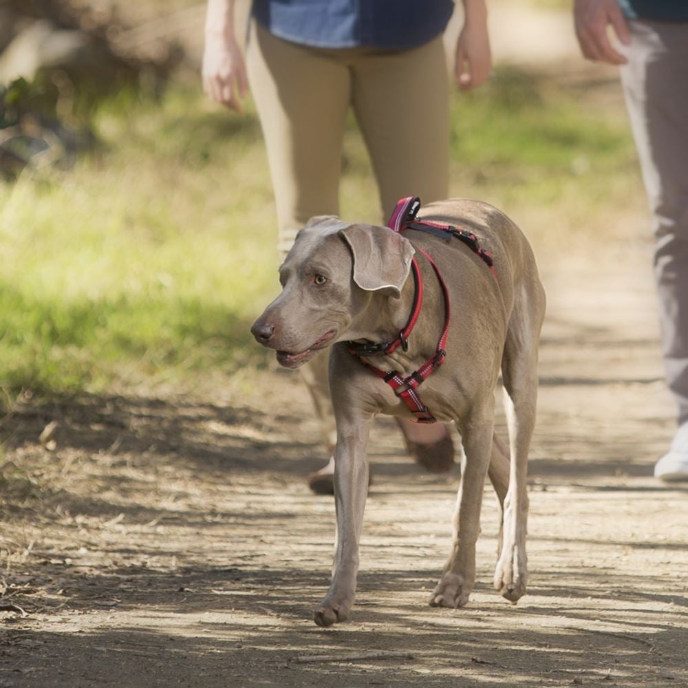 Halti Walking Harness - Small