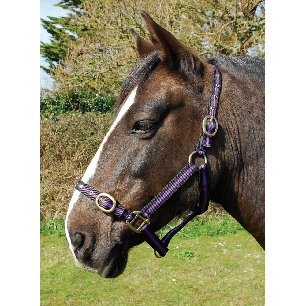 Rhinegold Nylon Headcollar (Black/Purple)