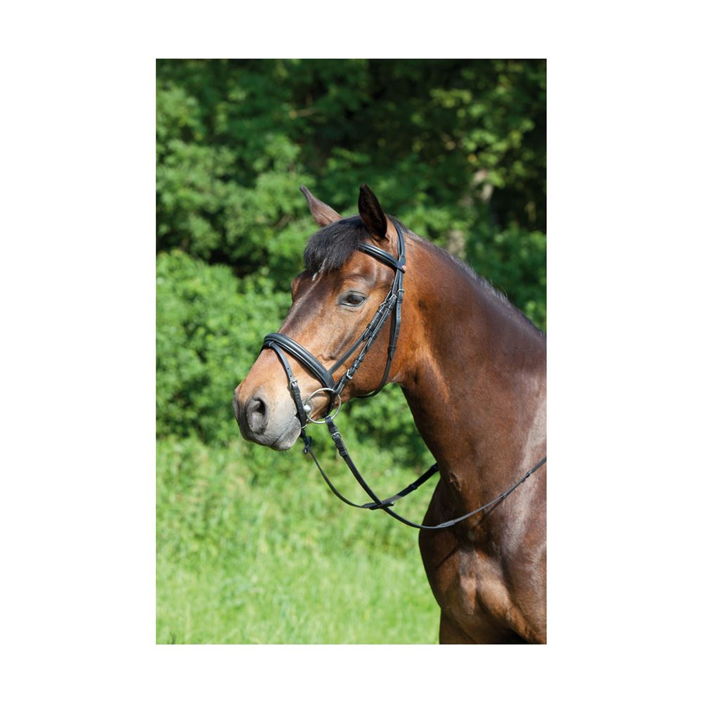 Kieffer Ergonomic Line Snaffle Bridle