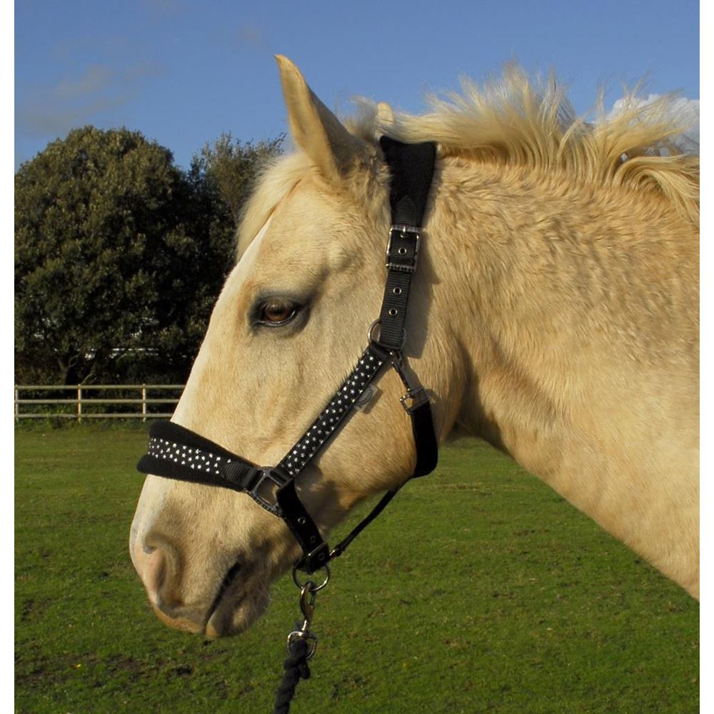 Rhinegold Star Spangled Headcollar & Rope Set (Black)