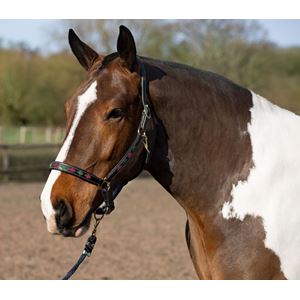 Gallop Premium Padded Leather Headcollar (Burgundy/Green)