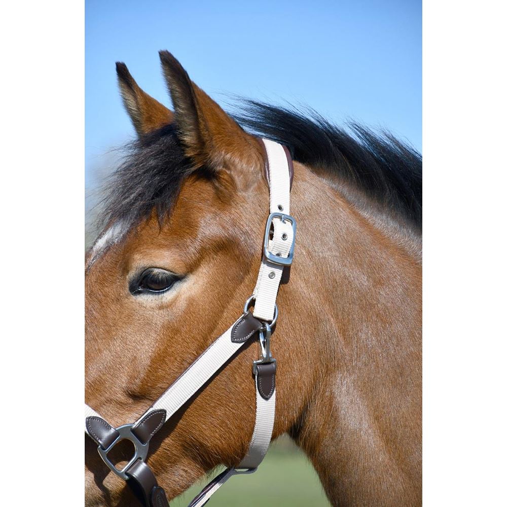 Heritage Padded Leather Lined Headcollar (Brown/Cream)