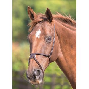 Shires Blenheim Mexican Grackle Noseband