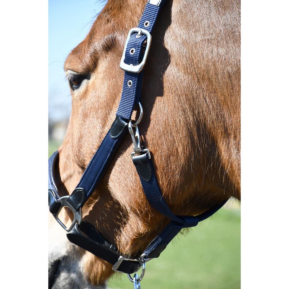 Heritage Anatomical Leather-Lined Headcollar (Navy)