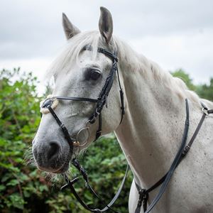 Gallop Grackle Bridle (Black)