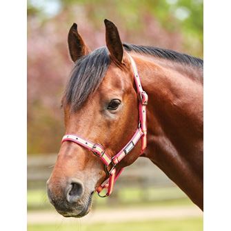 Roma Stripe Headcollar