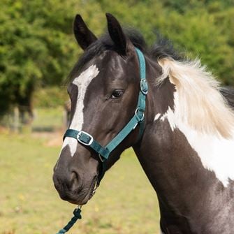 Gallop Headcollar & Leadrope Set (Green)