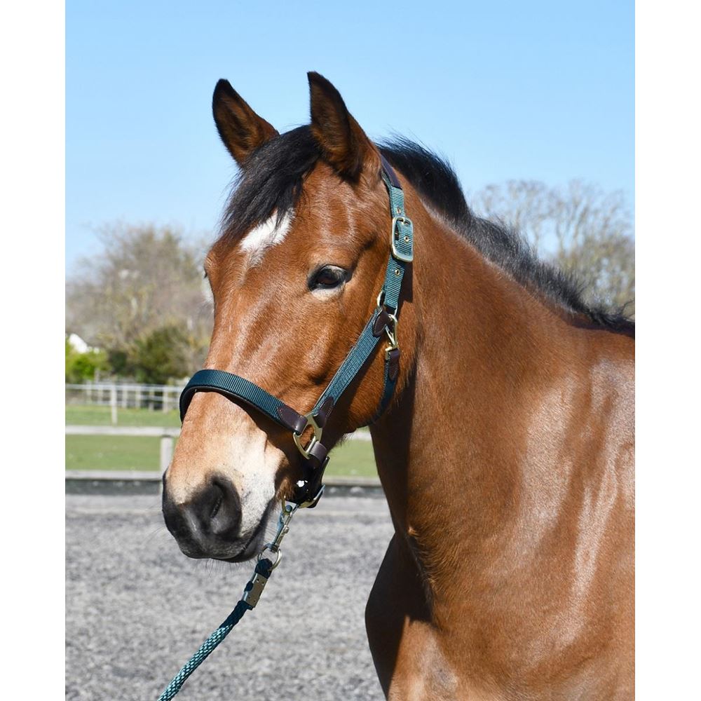 Heritage Anatomical Leather-Lined Headcollar (Green)