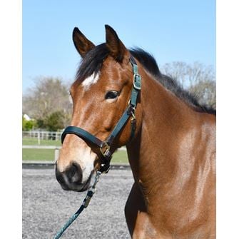 Heritage Anatomical Leather-Lined Headcollar (Green)