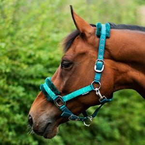 Hy Equestrian Dazzle Head Collar (Alpine Green)