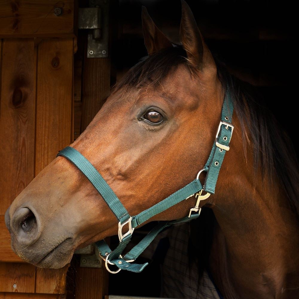 Gallop Padded Headcollar (Green)