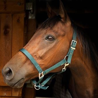 Gallop Premium Padded Headcollar (Green)