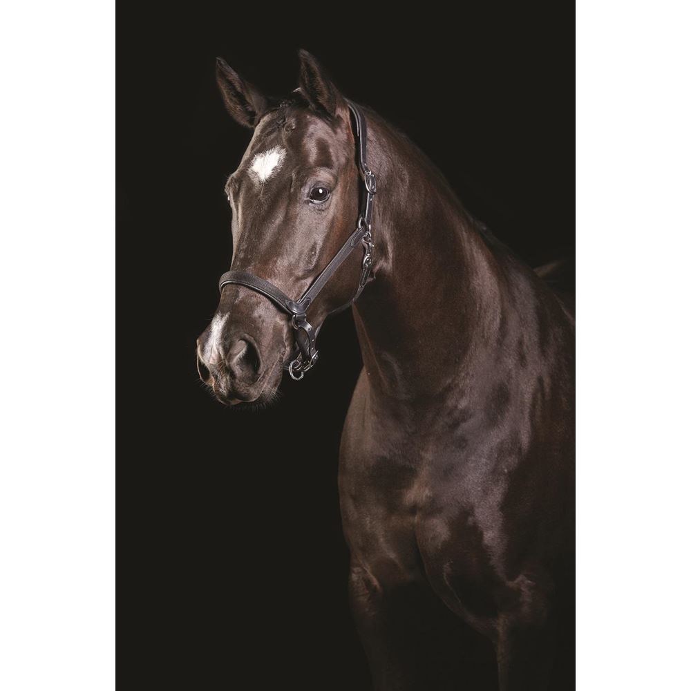 Collegiate Comfitec Headcollar