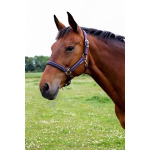 Hy Equestrian Mystic Head Collar (Purple/Midnight Dust)