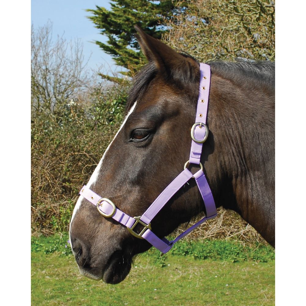 Rhinegold Nylon Headcollar (Lilac)