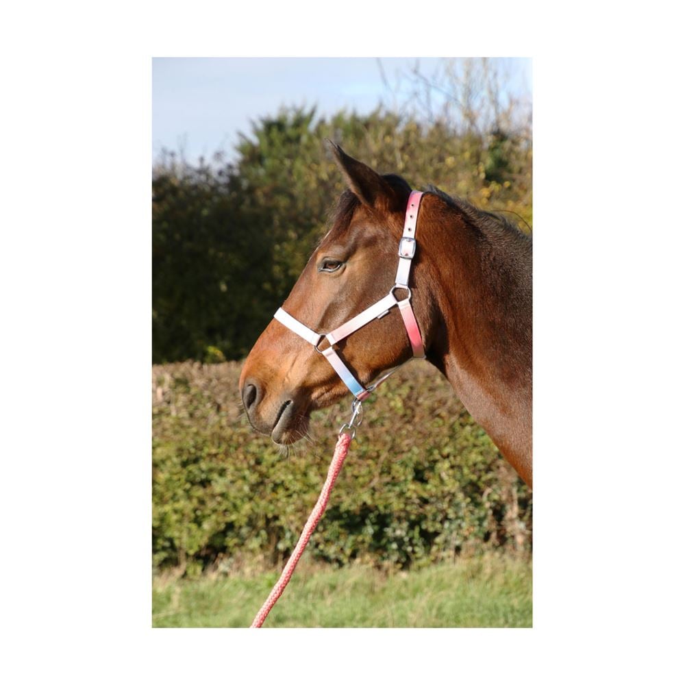 Hy Equestrian Ombre Head Collar & Lead Rope (Coral/Blue)