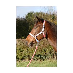 Hy Equestrian Ombre Head Collar & Lead Rope (Coral/Blue)