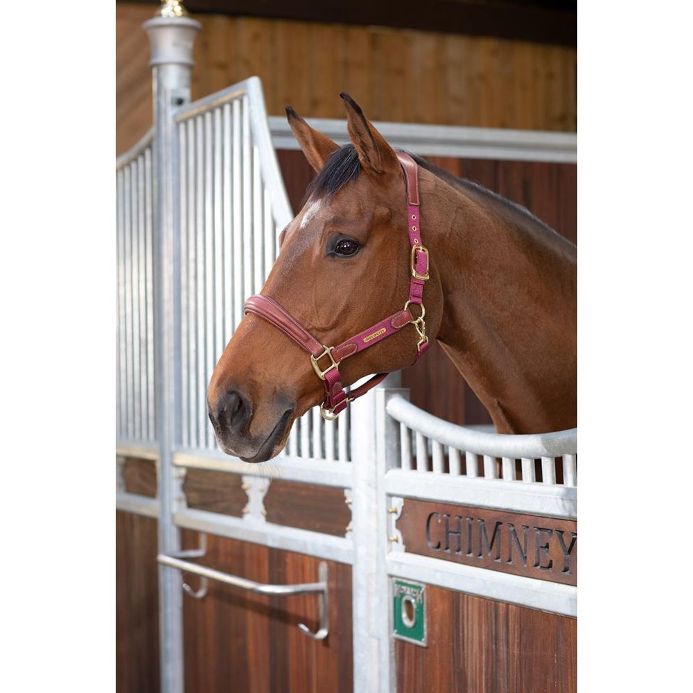 Shires Velociti Lusso Padded Leather Headcollar (Burgundy)