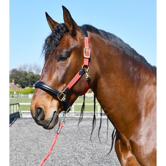 Rhinegold Softee Leather-Padded Headcollar (Red)