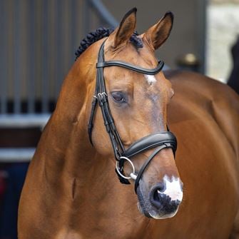 Shires Velociti Lusso Dressage Flash Bridle (Black)