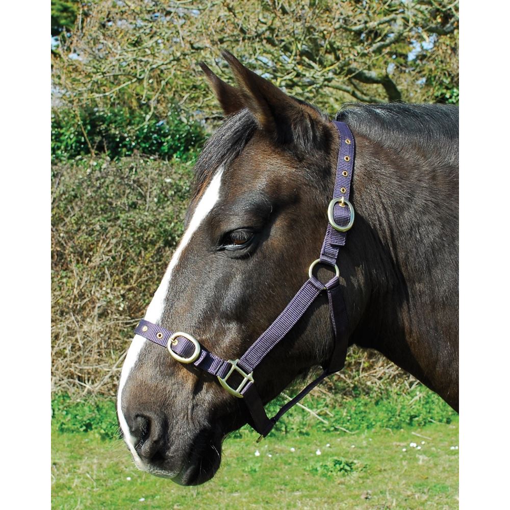 Rhinegold Nylon Headcollar (Plum)