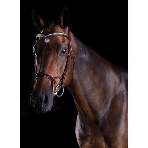 Collegiate Comfitec Patent Bridle