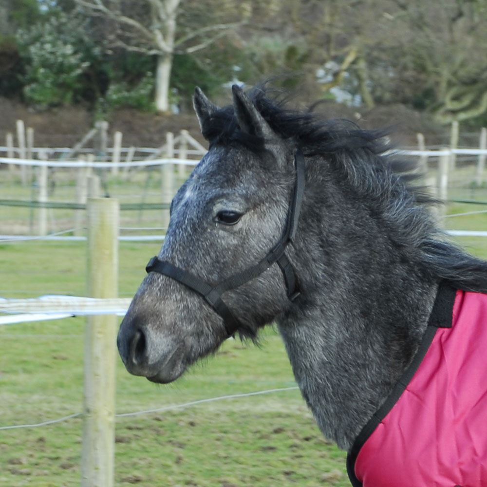 Rhinegold Field Safe Foal Headcollar (Black)