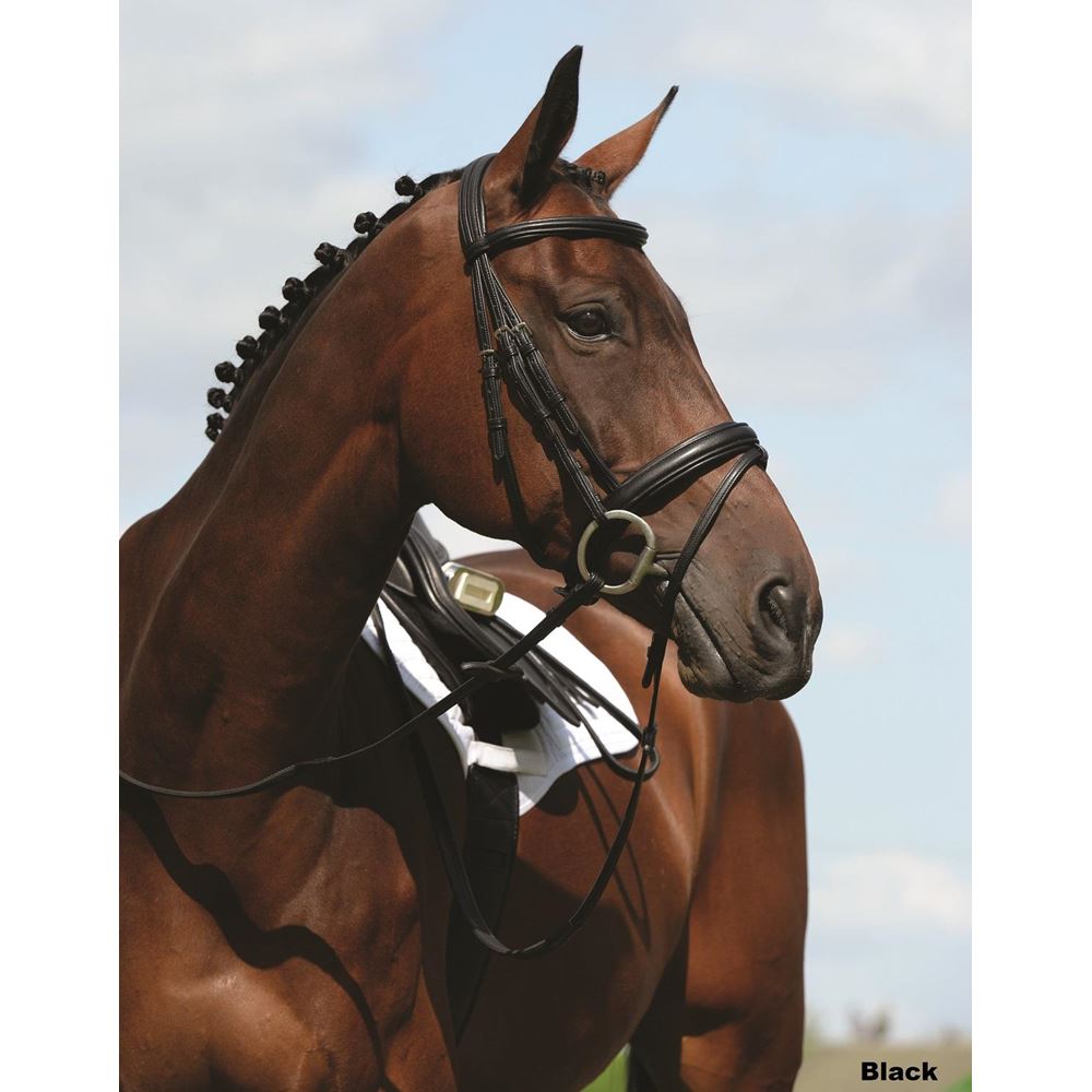 Collegiate Syntovia+ Padded Raised Flash Bridle