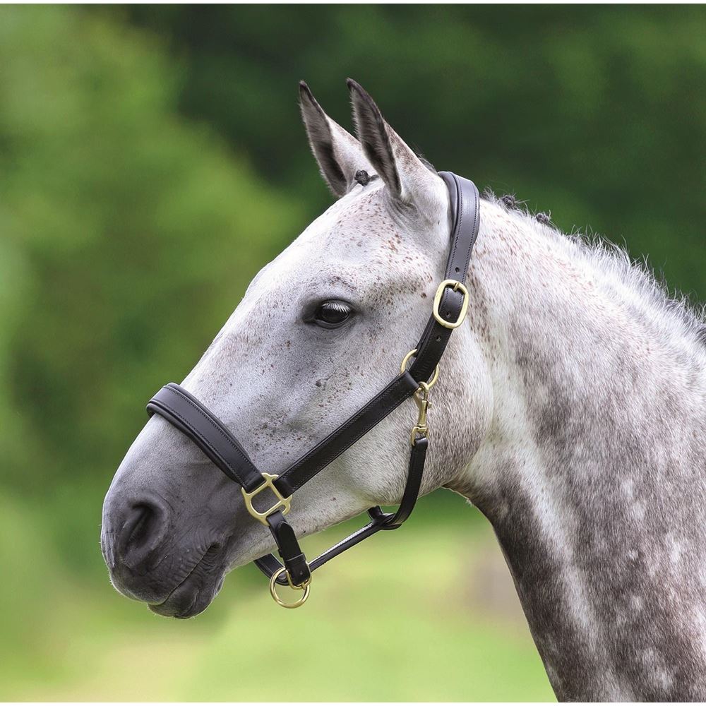 Shires Blenheim Leather Travel Headcollar