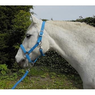 Rhinegold Carnival Headcollar & Lead Rope Set (Turquoise)