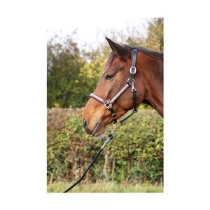 Hy Equestrian Rosciano Rose Gold Head Collar (Brown)