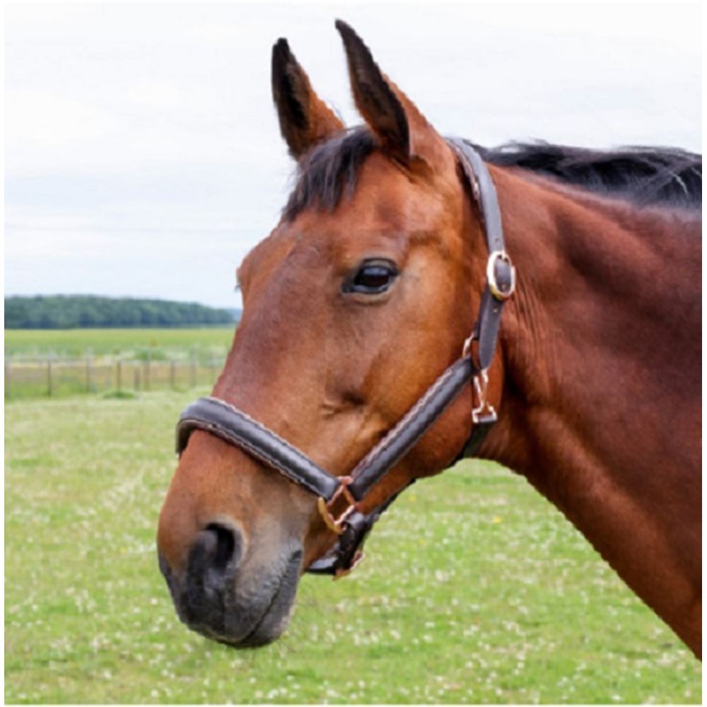 Hy Equestrian Chromatic Leather Head Collar (Brown)