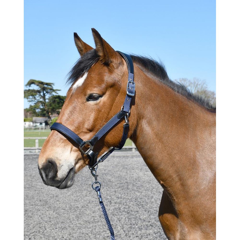 Heritage Anatomical Leather-Lined Headcollar (Navy)