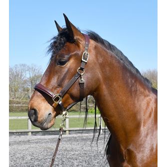 Rhinegold Softee Leather-Padded Headcollar (Brown)