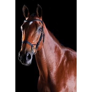 Collegiate Comfitec Training Bridle