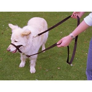 HALTI Training Lead - Small