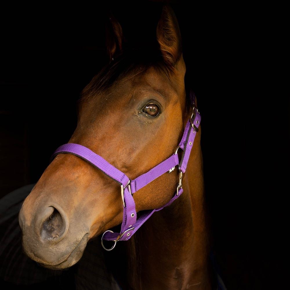 Gallop Premium Padded Headcollar (Purple)