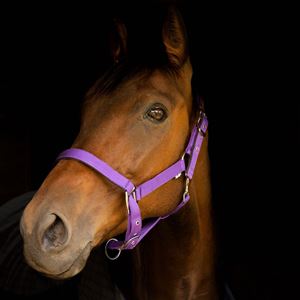 Gallop Premium Padded Headcollar (Purple)