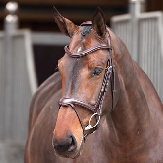 Shires Velociti Lusso Elite Flash Bridle (Havana)