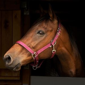 Gallop Premium Padded Headcollar (Burgundy)