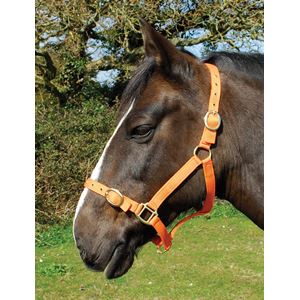 Rhinegold Nylon Headcollar (Tangerine)