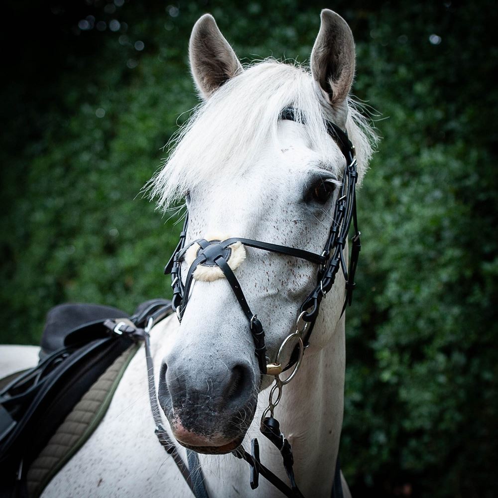 Gallop Grackle Bridle (Black)