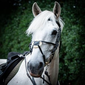 Gallop Grackle Bridle (Black)