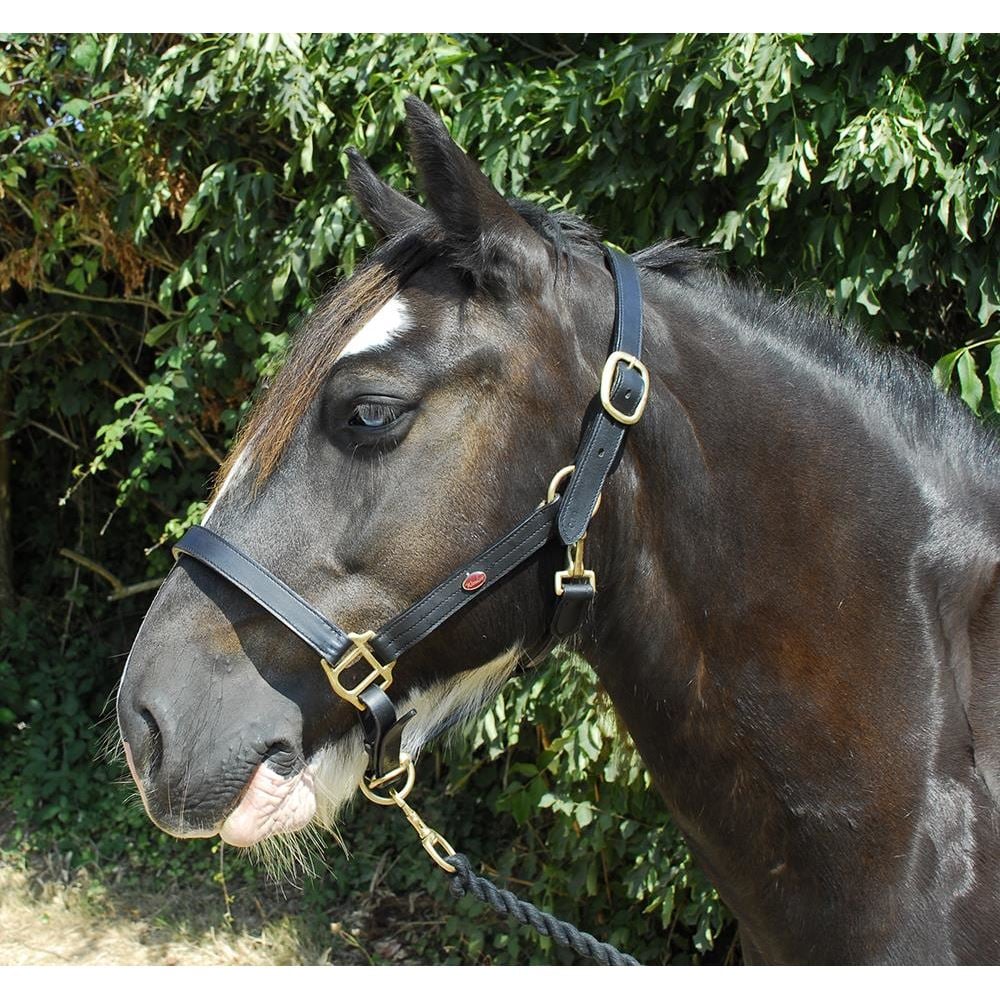 Windsor Equestrian Leather Headcollar