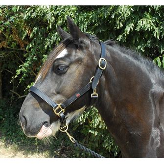 Windsor Equestrian Leather Headcollar